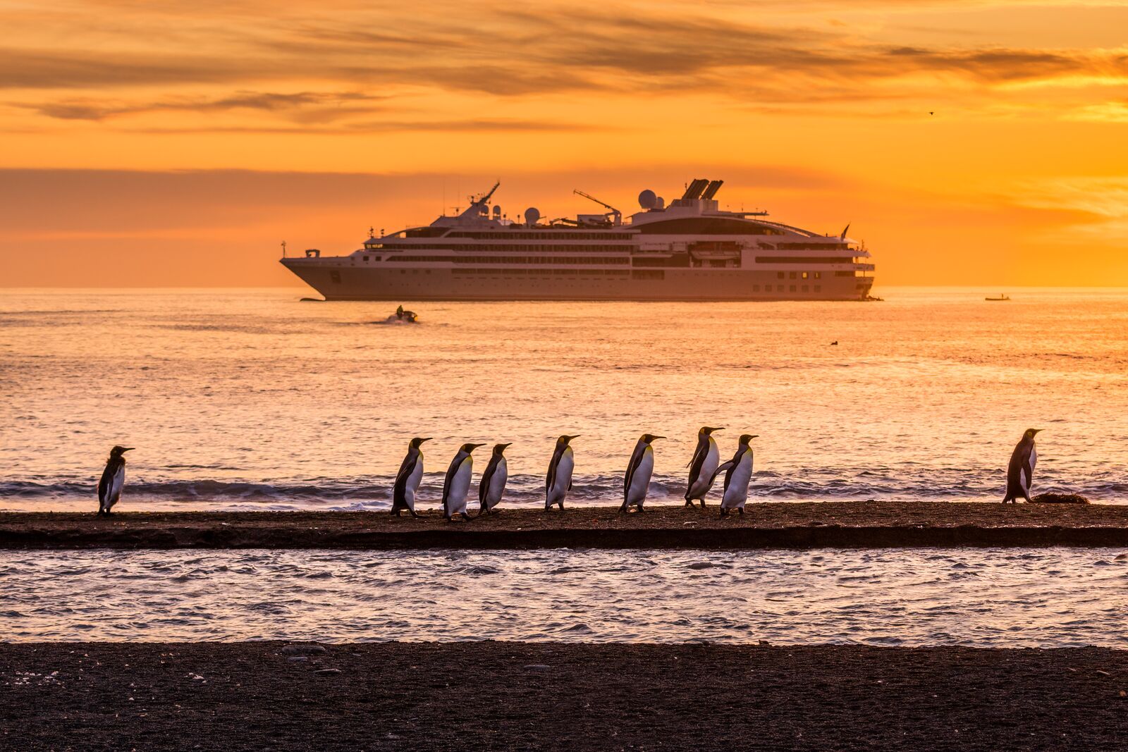 ponant 33 manchots royaux golden hour st andrews géorgie du sud©studio ponant olivier blaud 10